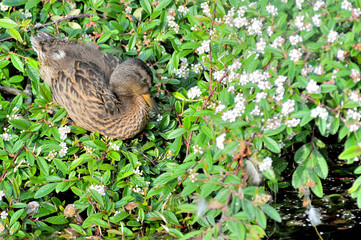 Young Cute  Duck Resting in Green leafs near the river