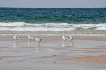 stehende Möwen am Sandstrand der Nordseeküste an einem Tag mit stärkerem Wellengang und leicht wolkigem Himmel