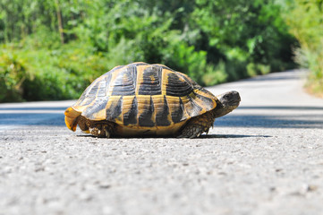 Hermann's tortoise (Testudo hermanni) on the middle of the road. Turtle crossing asphalt road