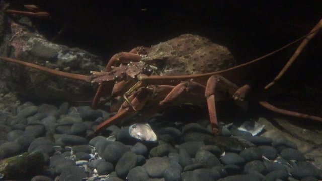 California spiny lobster in underwater rock cave in the bottom of the ocean