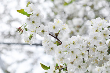 First spring cherry blossom flowers in the garden