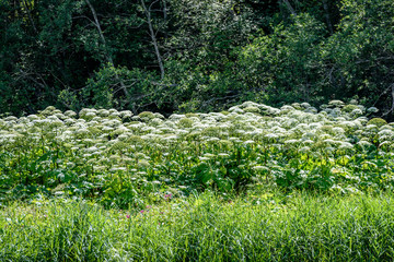 sunny meadow with flowers and green grass