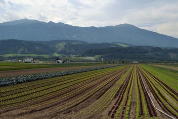 Felder in Tirol