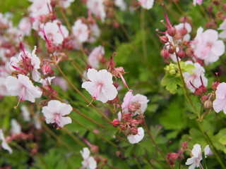 Geranium cantabrigiense 'Biokovo' (dwarf cranesbill) 