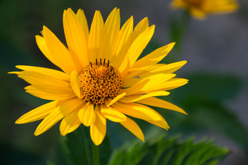 Closeup of false sunflower blossom - isolated