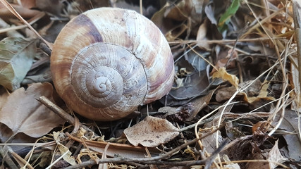 snail shell on dry leaves and grasses