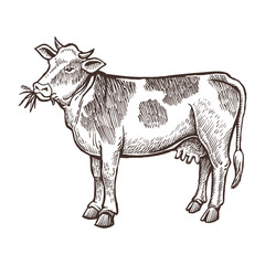 Cow farm animal sketch, isolated cow on the white background. Vintage style. Vector illustration.