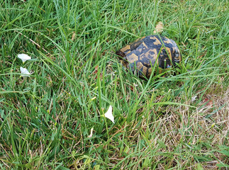 small tortoise wet after rain on green grasses with white small flowers