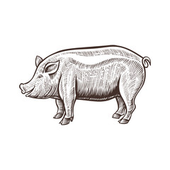 Farm pig animal sketch, isolated pork on the white background. Vintage style. Vector illustration.
