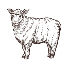 Sheep farm animal sketch, isolated sheep mammal on the white background. Vintage style. Vector illustration.