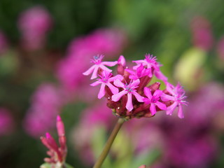 Silene orientalis - pink flowers  