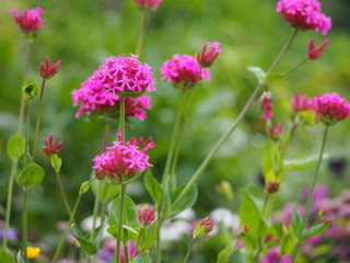 Fototapeta na wymiar Silene orientalis - pink flowers 