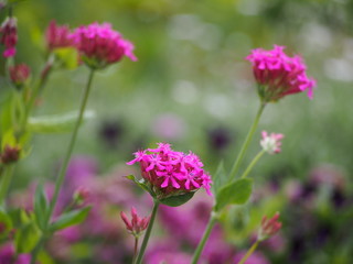 Fototapeta premium Silene orientalis - pink flowers 