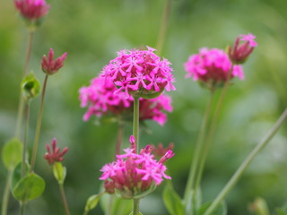 Silene orientalis - pink flowers  