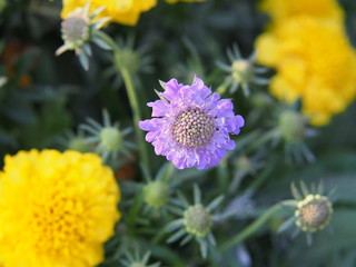 Caucasian Scabious - Scabiosa caucasica  