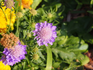 Caucasian Scabious - Scabiosa caucasica  