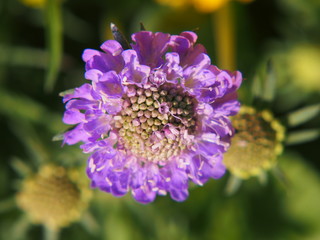 Obraz premium Caucasian Scabious - Scabiosa caucasica 