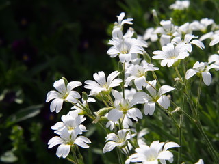 Cerastium tomentosum - Snow-in-Summer  