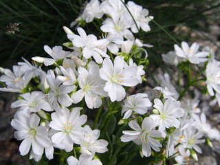 Lewisia cotyledon - Siskiyou lewisia - cliff maids backlit   