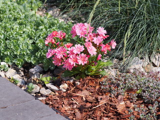 Lewisia cotyledon - Siskiyou lewisia - cliff maids    