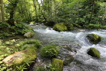 初夏の奥入瀬渓流