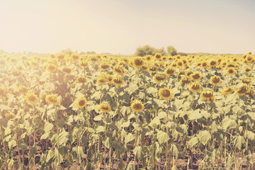 Vintage tinted sunflowers photography. Sun haze, glare