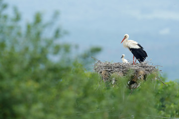 White stork, Ciconia ciconia, in nest with two young. Stor with beautiful landscape. Nesting bir, nature habitat. Wildlife scene from the nature. Morning sun with bird in green vegetation. Bulgaria.