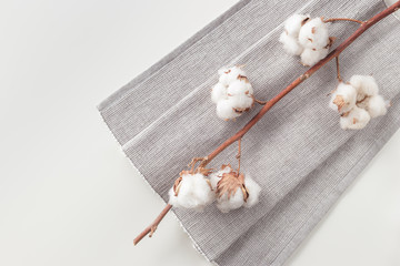 Fototapeta premium Cotton plant flower branch on white background