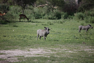 Naklejka na ściany i meble wild warthog pig dangerous mammal africa savannah Kenya