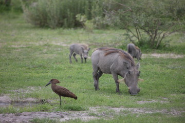 wild warthog pig dangerous mammal africa savannah Kenya