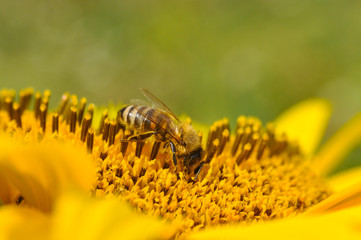 Honey Bee pollinating sunflower. Bee produces honey on a flower. Close-up shot of bee collect nectar on sunflower