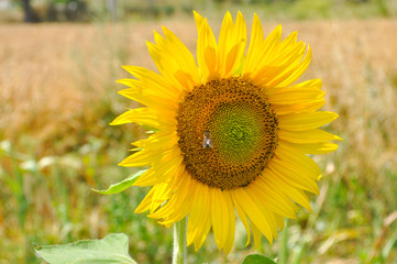 Sunflower in full bloom. Sunflower in a garden