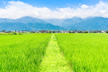 夏の信州　安曇野の田園風景