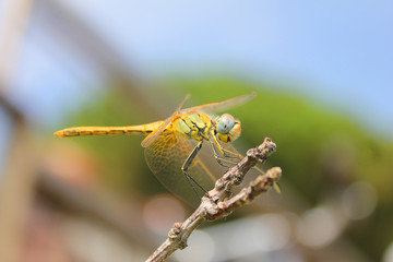 dragonfly insect on a branch