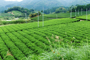 Tea farm