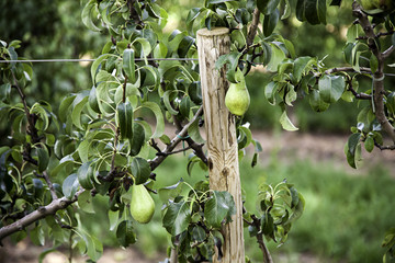 Corner painted on a football field