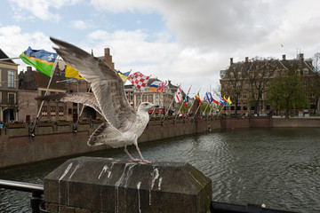 Seagulls in The Hague