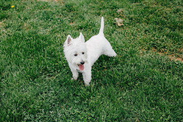 Cute West Highland White Terrier playing on the grass in a park. Outdoors portrait of a pet.