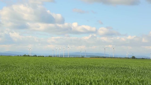 Poland wind energy Timelipse. Landscape with windmills and blooming Wheat field