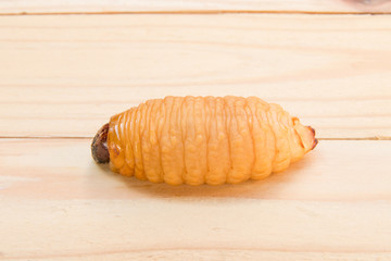 Red palm weevil on the wooden floor background (Rhynchophorus ferrugineus) Larvae of insects Selective focus with shallow depth of field