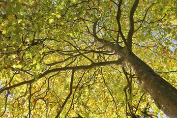 Arbre - Branches et feuilles © Paulyn