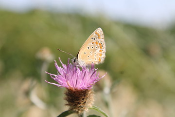 Papillon sur une fleur - Macro