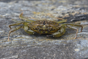 Crabs Are Green Mottled Crustaceans from the Ocean
