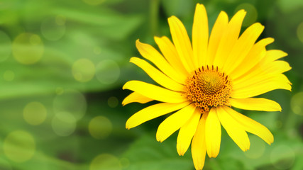 Beautiful yellow flower on a green background. With blurred background.