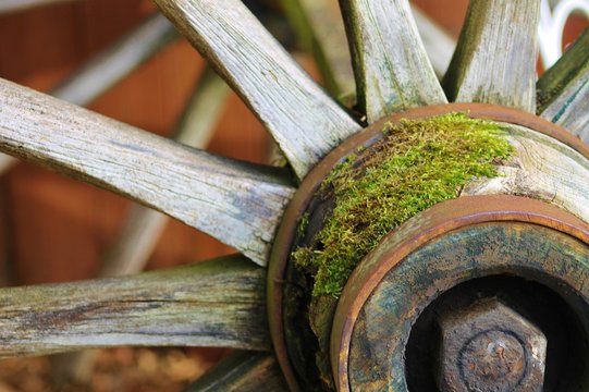 Mousse sur une roue en bois