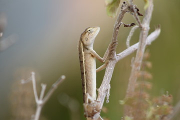 Madame Lézarde - Gekko