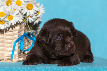 Puppy labrador lies on a blue background next to a basket of flowers