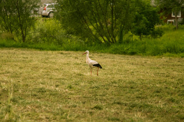 Obraz na płótnie Canvas A beautiful white stork feeding in a meadow near country house. Rural landscape.
