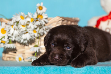 Labrador puppy lies in the background of a basket with chamomiles, close-up