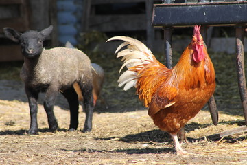 Coq et Agneau